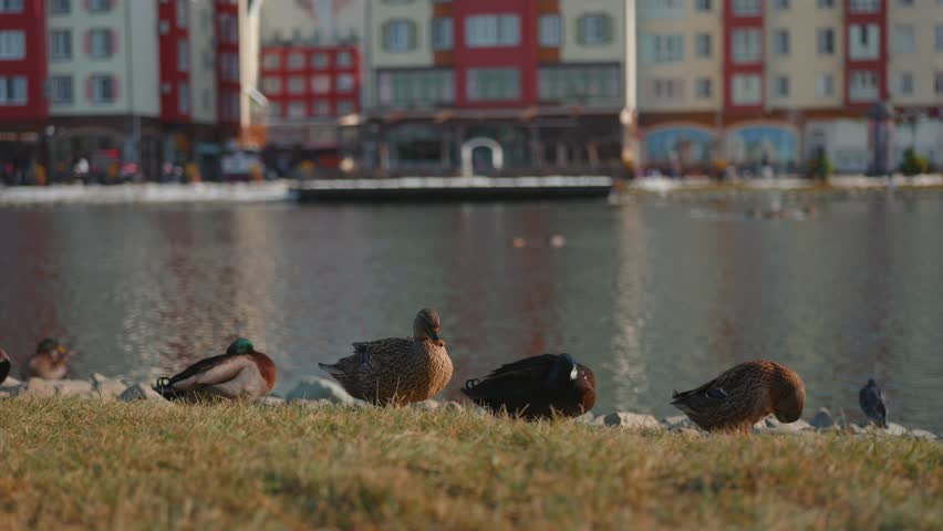 Swans and ducks walking on the lake shore