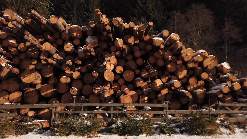 Movement among pile of wooden pine logs 
