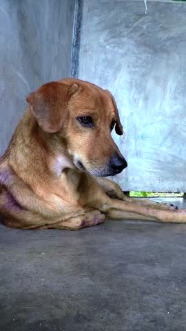 Sad and lonely brown stray dog with purple medication marks lying on a concrete floor, looking down with a somber expression in an urban environment, portraying animal neglect and abandonment