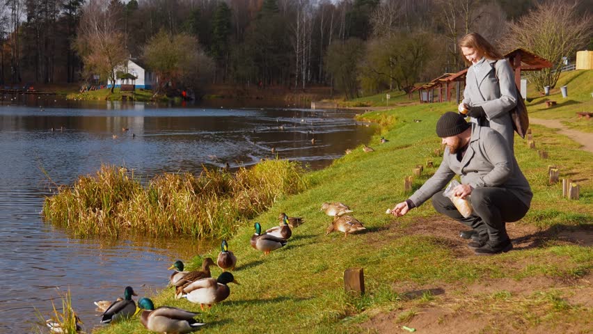 A young couple in love enjoying a sunny autumn day while feeding wild ducks bread swimming in a picturesque lake surrounded by forest, creating a calm and romantic atmosphere of outdoor activities