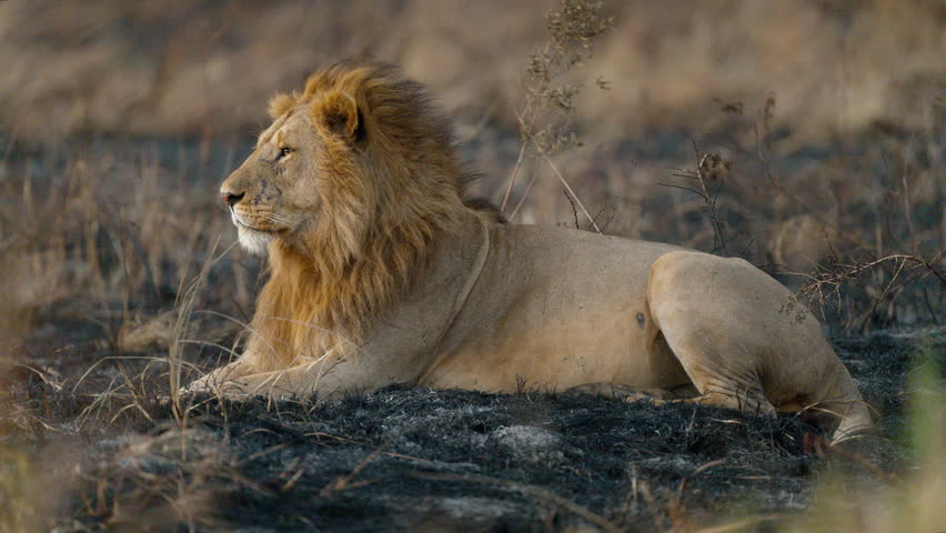 Beautiful male lion resting at dawn on burnt grass in African savannah