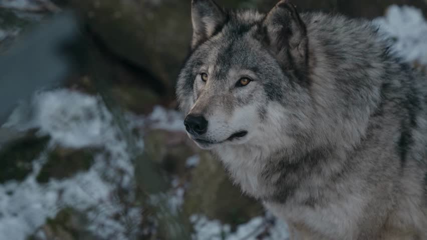 An aggressive Gray wolf showing its teeth with a fierce and angry expression.