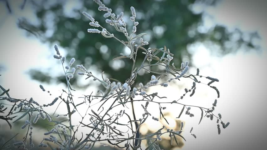 Winter flower. Snow, winter, Flower with frost, frost, cold, backgrounds, details