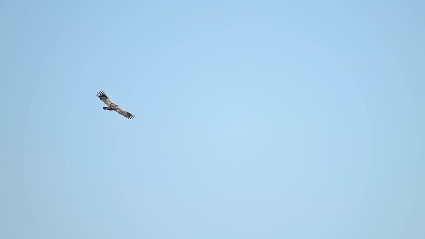 Himalayan griffon flies across blue sky showing immense wingspan strength and calm soaring control