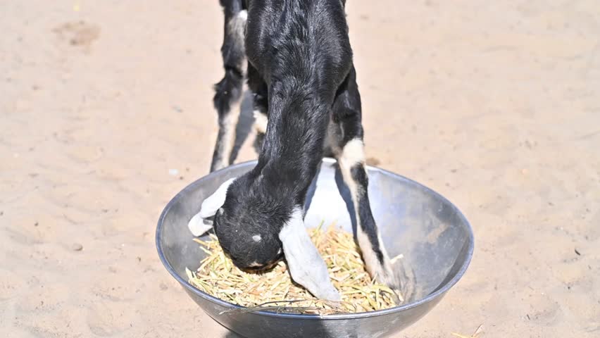 goats are eating meal, goat baby