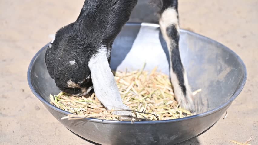goats are eating meal, goat baby