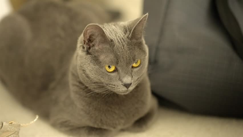 Russian Blue cat portrait with yellow eyes looking at camera close up