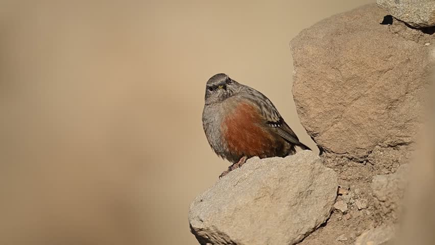 Authentic nature encounter showing the Alpine Accentor on a mountain ridge, perfectly representing the biodiversity of high-elevation zones.