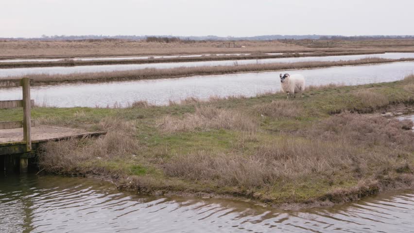 Sheep walking across a wooden boardwalk bridge spanning a water channel in a wetland nature reserve. Rural landscape scene featuring livestock in a natural marsh environment.