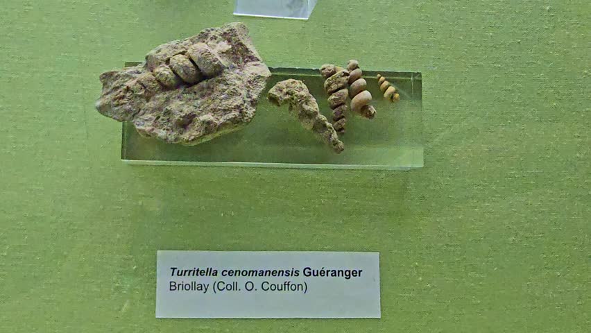 Static close-up of Turritella gastropod fossils with spiral shells displayed in a museum.