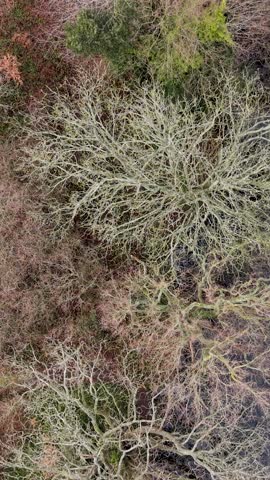 Vertical rising aerial reveals Eagle Pond, contrasting water and grass