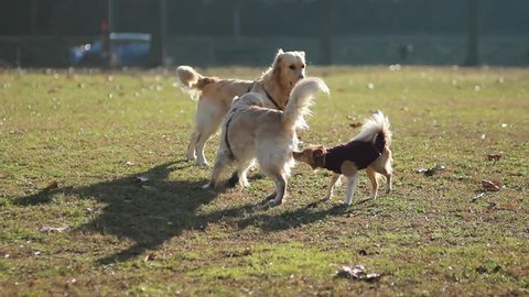 three dogs playing in the park
