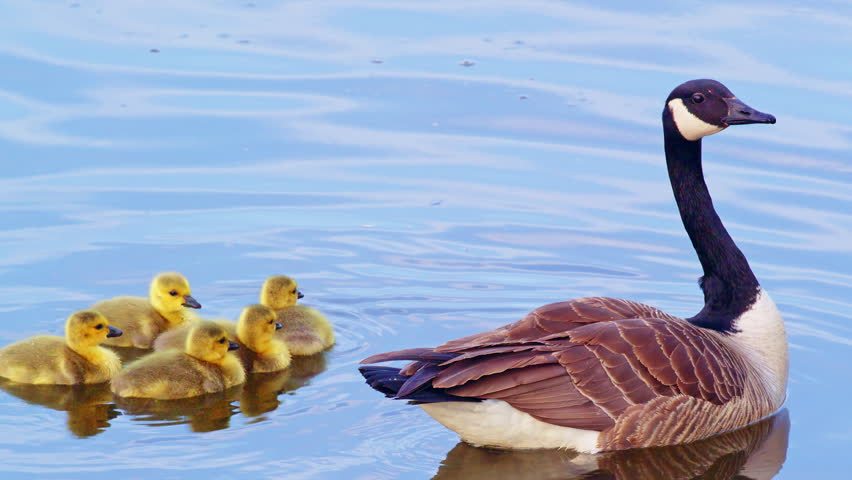 Wild goslings trailing behind an adult goose