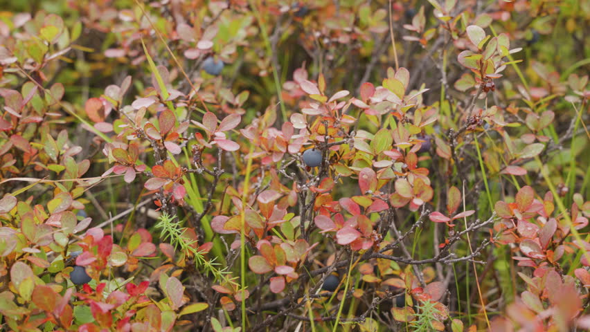 Wild blueberries growing on an autumn colored bush in the Iceland countryside