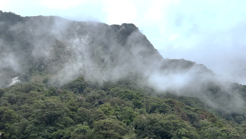 Mist is evaporating from dense native forest. Beauty in Nature, Remote New Zealand.