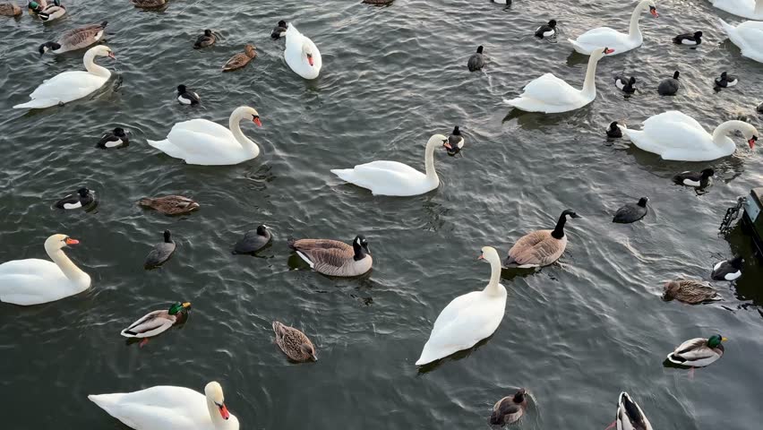 Ducks and geese are swimming on the lake.