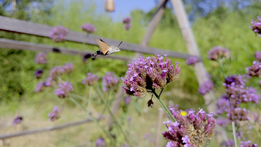 Active hummingbird hawk-moth darting between purple verbena flowers in a domestic garden setting with wooden stakes visible in the background during summer.