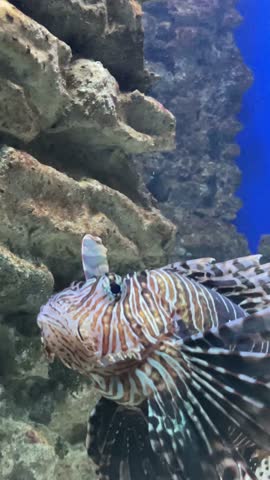 Vertical footage of a poisonous predatory lionfish (zebra striped) swimming in a large aquarium, a species of ray-finned fish