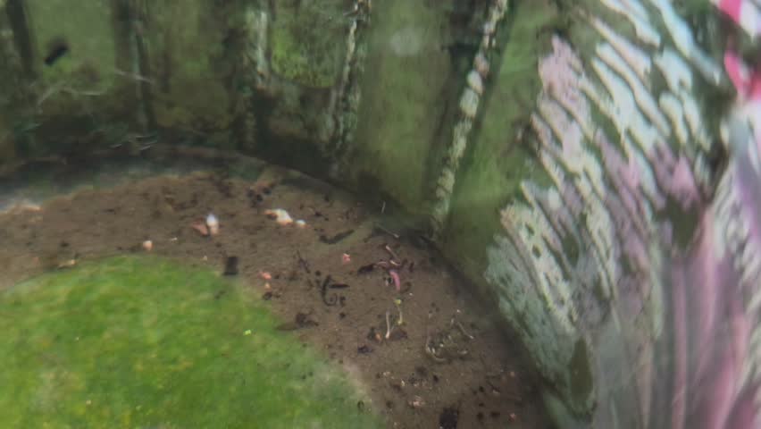 Close up of mosquito larvae in dirty stagnant water, concept of dengue fever prevention, malaria, and unhygienic environment.
