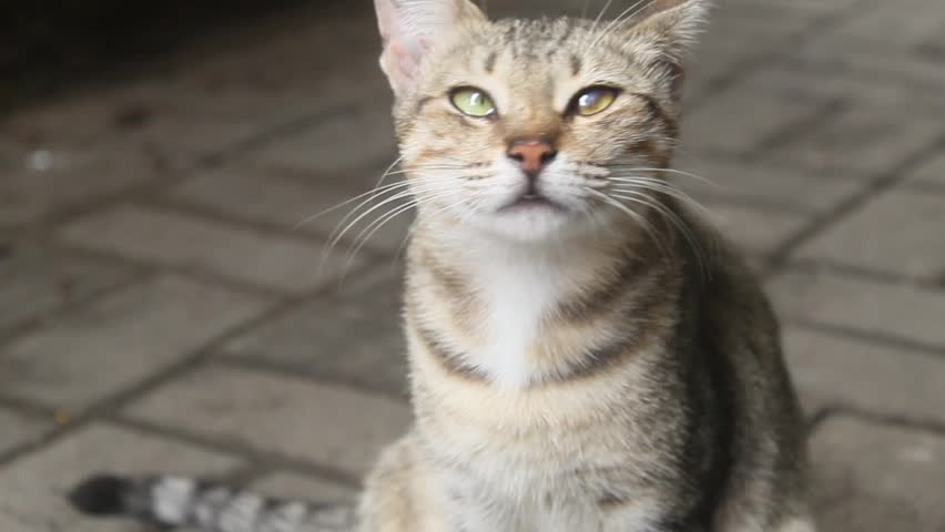 Close up of stray cat on the street
