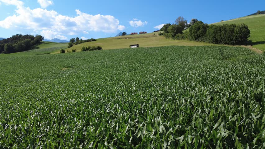Aerial reveal shot starting low over a green corn field and rising to show the mountain landscape of South Tyrol at sunny day.