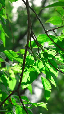 Green leaves on tree branch swaying in the wind. Clip