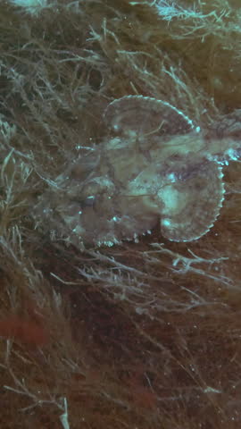 Vertical video, Top view of Monk fish on brown algae, slow motion, close up of Monkfish or Angler fish (Lophius piscatorius)