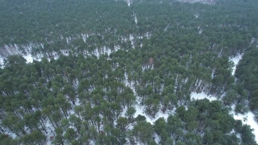 Wide drone shot of a vast pine forest covered in snow at Sokole Gory Nature Reserve Poland.