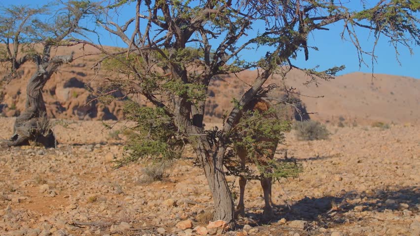 Scenic view of an arid desert landscape in Wadi Bani Khalid, Oman, featuring resilient trees and rocky hills under a clear blue sky. This remote, natural environment showcases the beauty of Omani natu