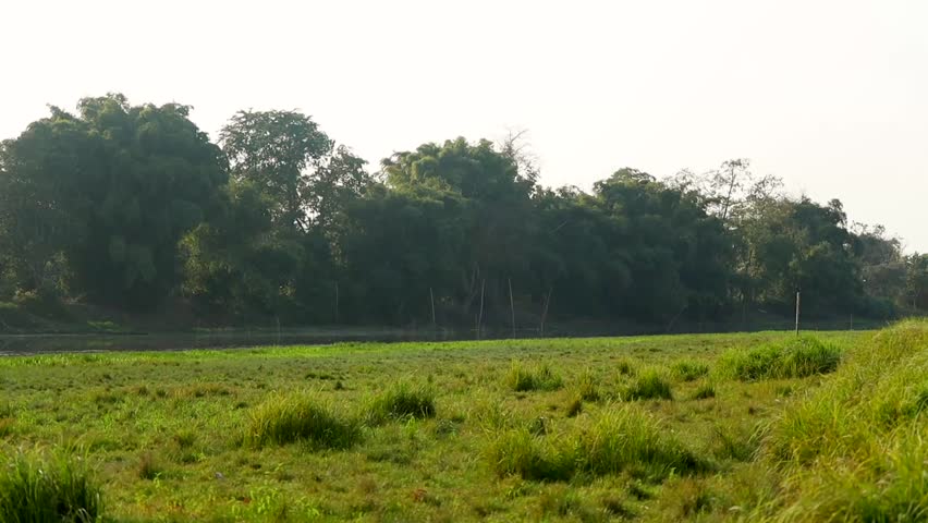 A wide green meadow covered with natural grass stretching across a peaceful rural landscape, bordered by a dense line of trees in the background. The scene represents calm countryside life, natural vegetation, and an open outdoor environment under soft daylight.