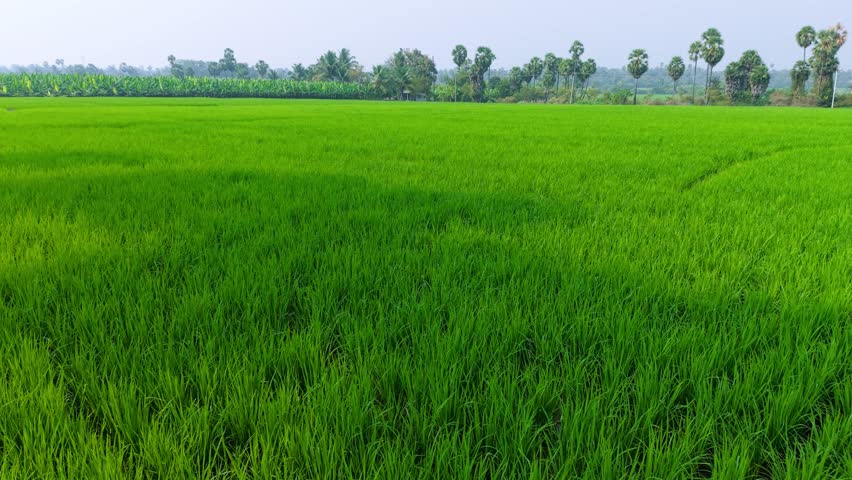 Aerial view of endless green rice fields bordered by palm and coconut trees, highlighting vibrant agriculture, tropical countryside, sustainable farming, and peaceful rural landscape.