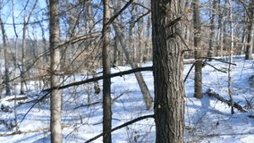 A lovely winter forest with snow - Powered by Shutterstock - Get 15% off with code: PIKWIZARD15
