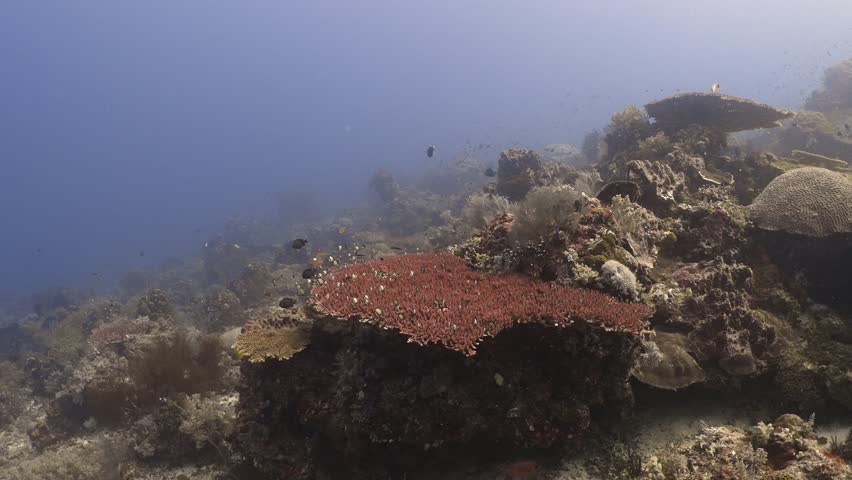Small fish swimming in and out a piece of hard coral in 4k
