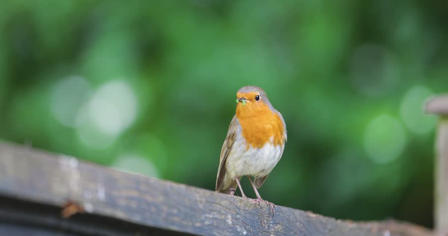 European robin (Erithacus rubecula) holds a green worm in its beak while perched on a garden fence, UK.