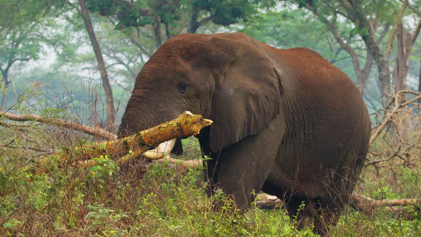 African bush elephant, loxodonta africana, chewing on a tree branch and feeding in lush green savanna vegetation, living wild in Murchison Falls National Park, Uganda