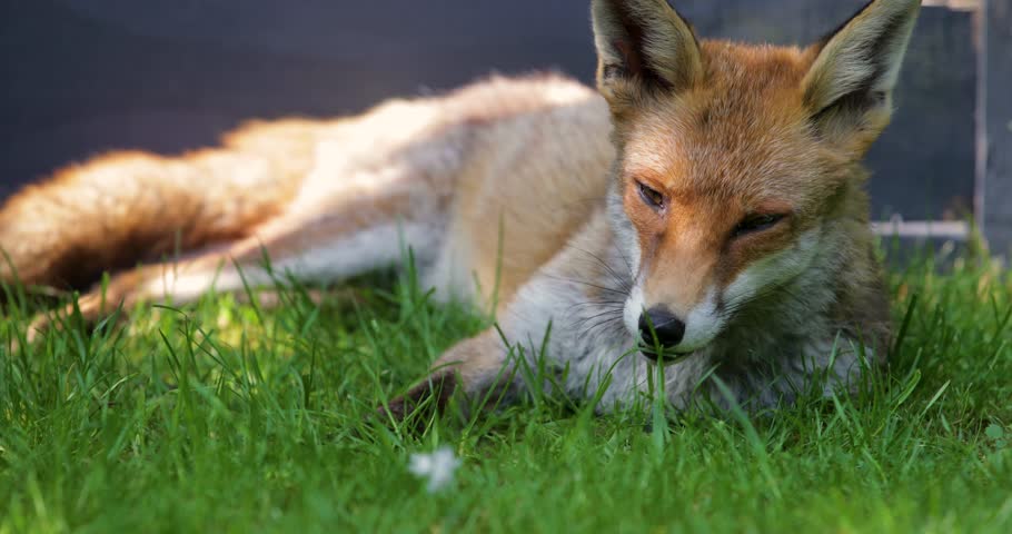 Close-up of a sleepy Red fox (Vulpes vulpes) resting on a vibrant green grass, UK.