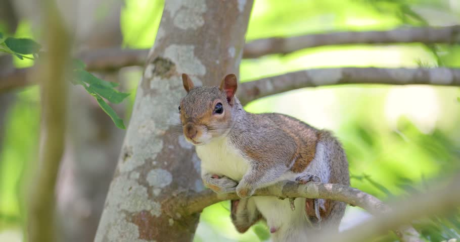 Portrait of a cute curious young grey squirrel (Sciurus carolinensis) standing on a tree branch, UK.