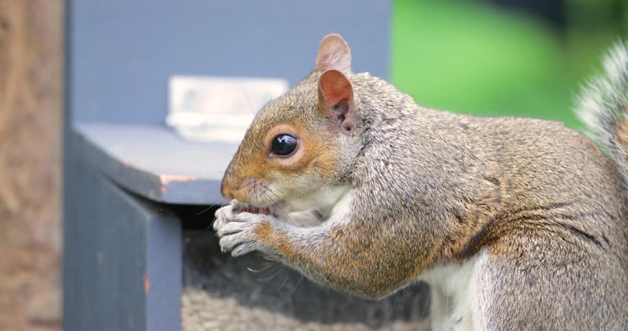 Portrait of a Grey squirrel (Sciurus carolinensis) eating nuts and seeds on a squirrel feeder, UK.
