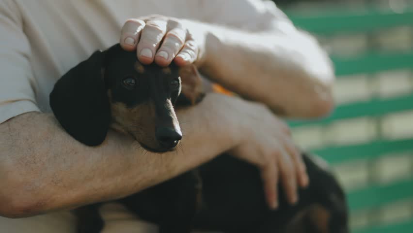 Amidst the serene setting of the park, an older gentleman shares a delightful moment with his beloved dachshund, capturing the essence of their enduring friendship.