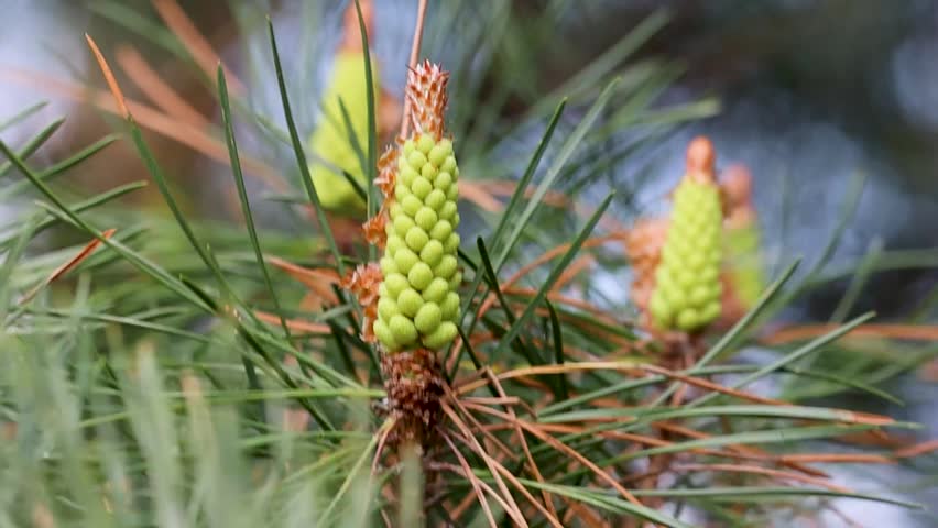 Close up of young green pine cones growing on a pine tree branch. Natural forest detail, spring growth, evergreen plant, coniferous tree, ecology and nature background with shallow depth of field.