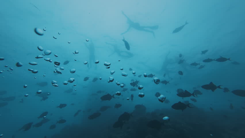 Underwater scene with a school of tropical fish swimming in blue ocean water.