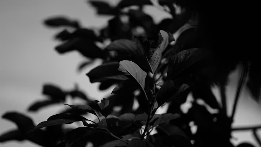 Scenic black and white plant