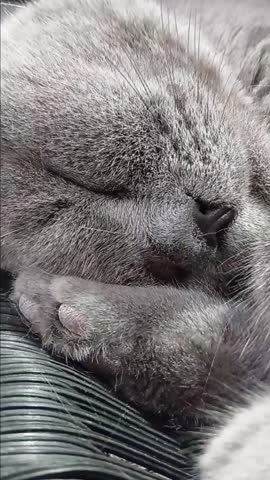 Cute Cat is Sleeping on The Chair