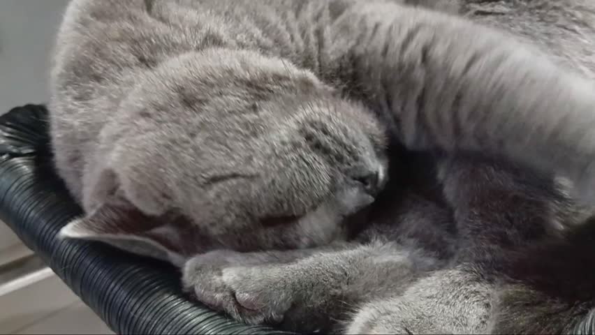 Cute Cat is Sleeping on The Chair