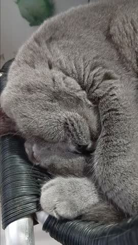 Cute Cat is Sleeping on The Chair