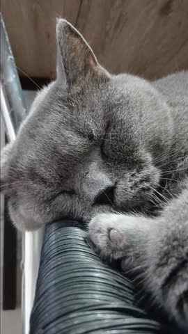 Cute Cat is Sleeping on The Chair