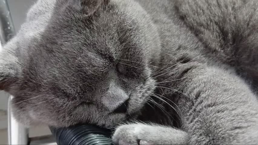 Cute Cat is Sleeping on The Chair