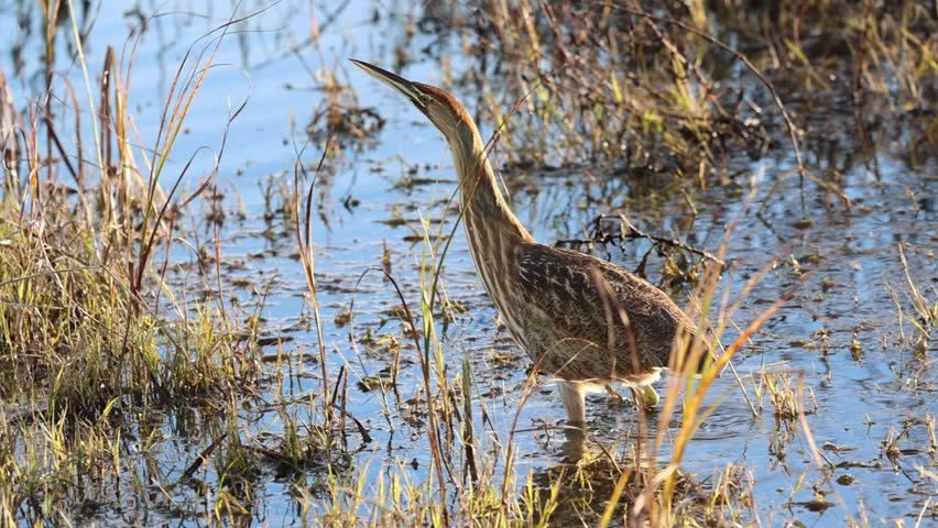 American bittern (Botaurus lentiginosus) wades through shallow marsh water while hunting, blending into reeds with cryptic plumage at Sacramento National Wildlife Refuge, California.