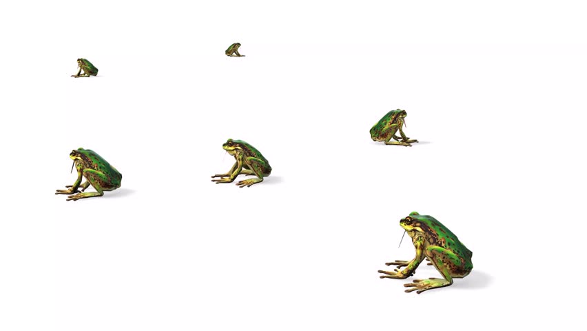 Various jumping frogs in water land with white colour background or chroma key video clip motion background