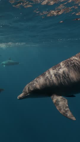 Playful bottlenose dolphin pod jumping and interacting near the surface in the Red Sea close to Egypt, swimming in clear blue water with sunlight reflections creating a lively marine wildlife scene